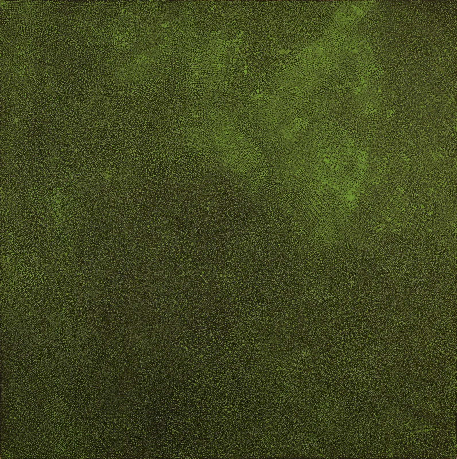 Angelina Pwerle, Bush Plum, 2014