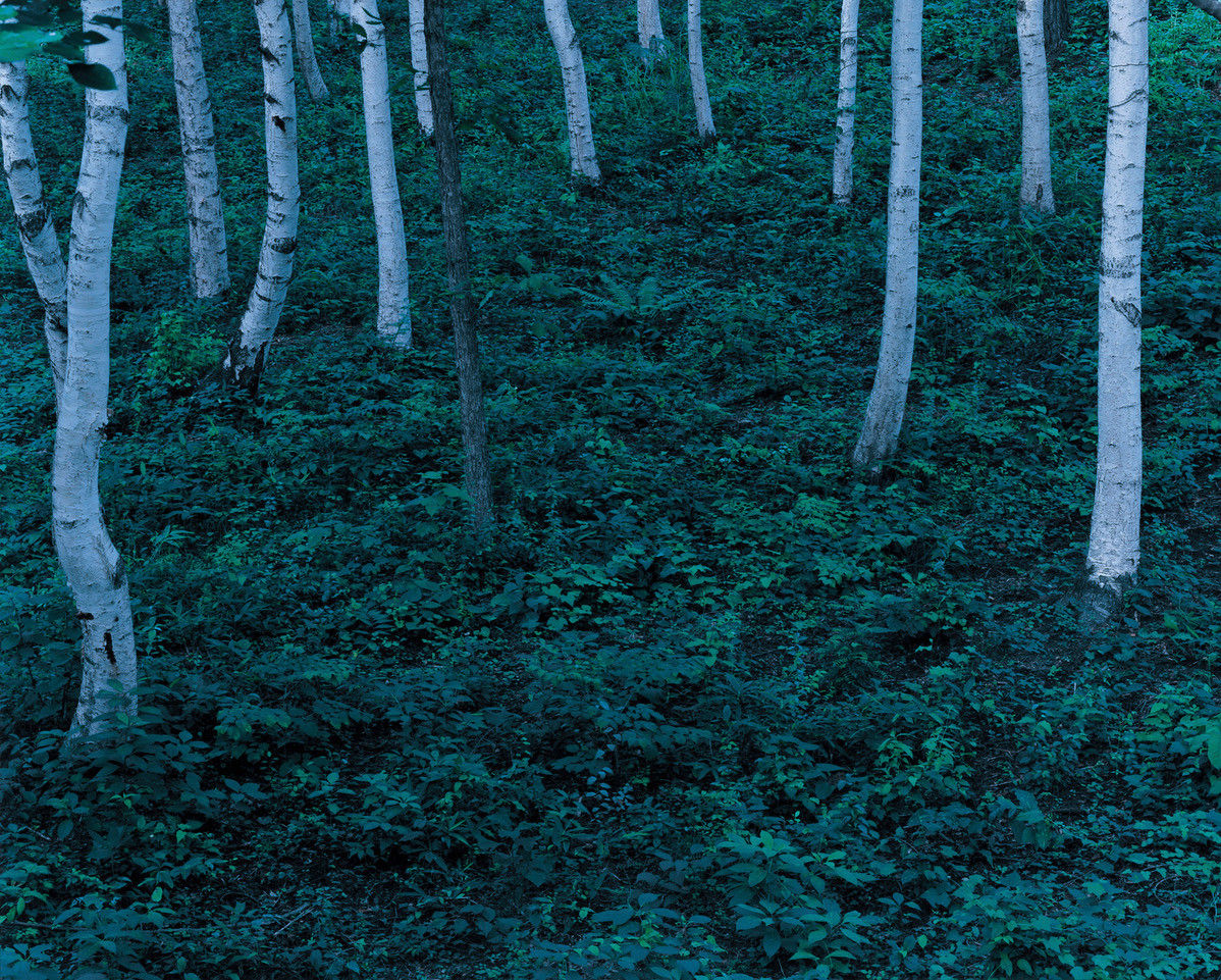 Mikiya Takimoto, FOREST #01, 2010