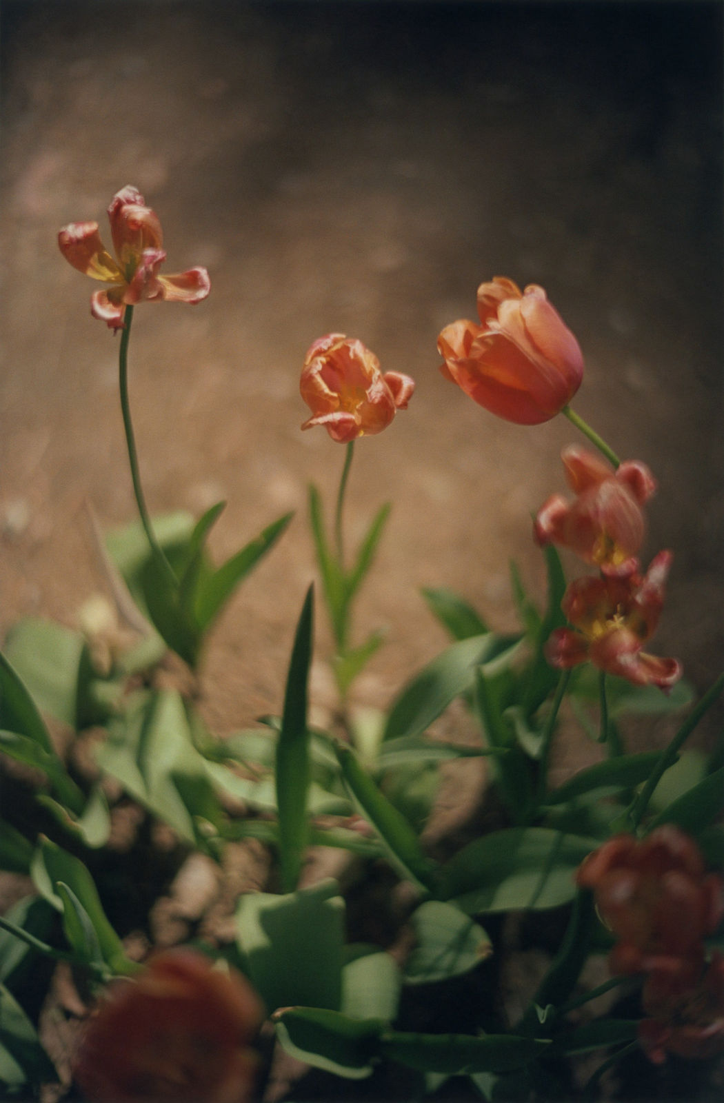 Mikiya Takimoto, LUMIÈRE #104