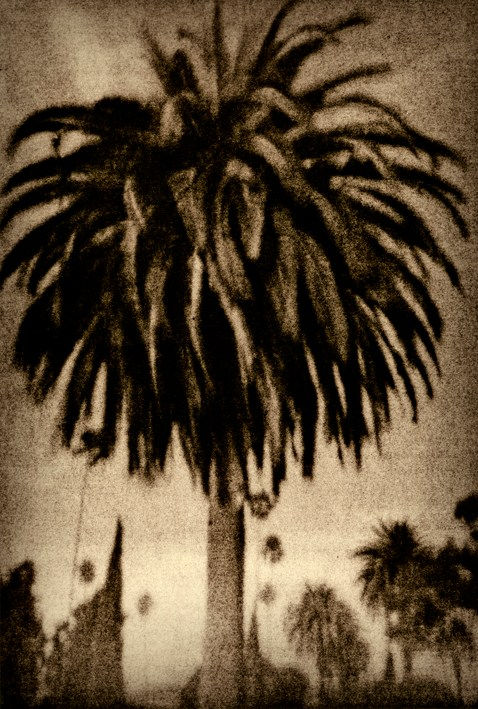 Guillaume Zuili, Palm Tree, Hollywood Cemetery, 2015