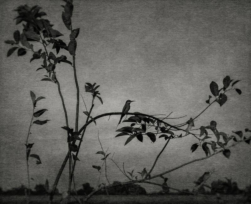 FLORE, Petite figure décorative sur fond ornemental, 2020