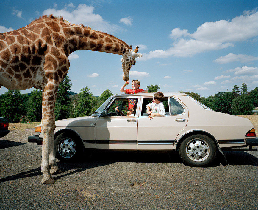 Martin Parr, Longleat Safari Park, Wiltshire, England , 1994