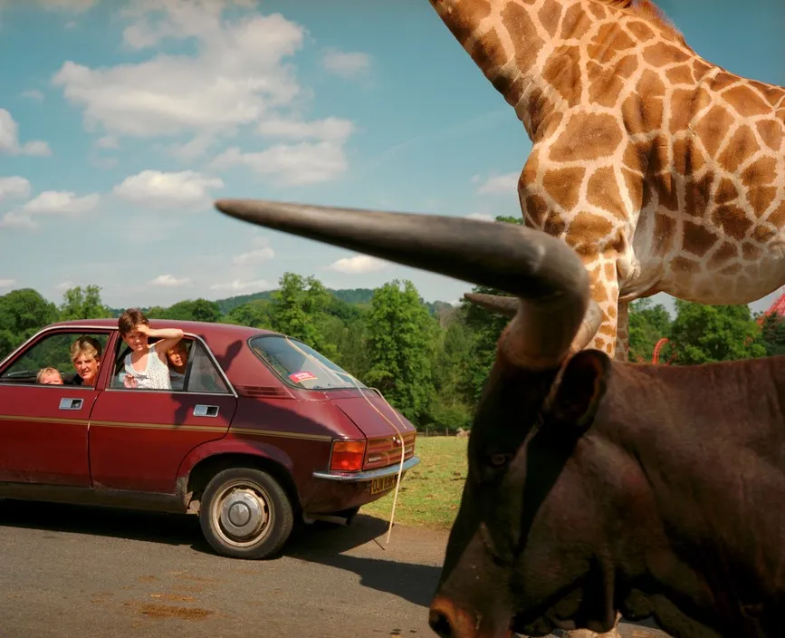 Martin Parr, West Midlands Safari Park, 1990