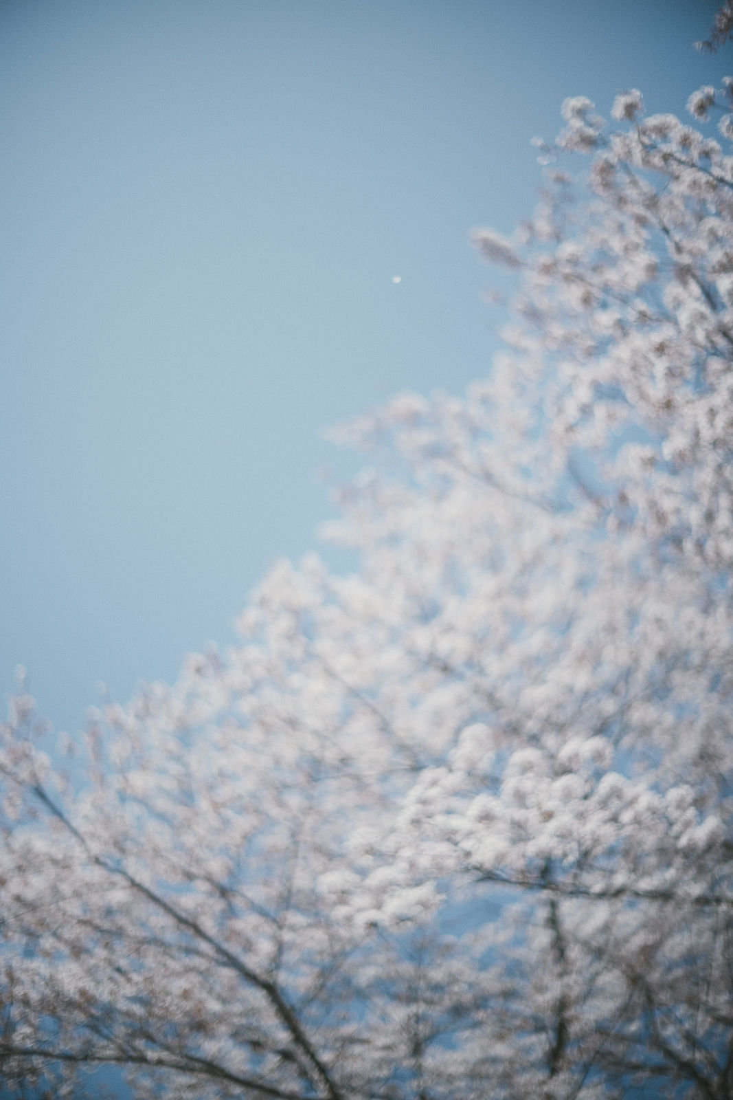 Mikiya Takimoto, LUMIÈRE #81