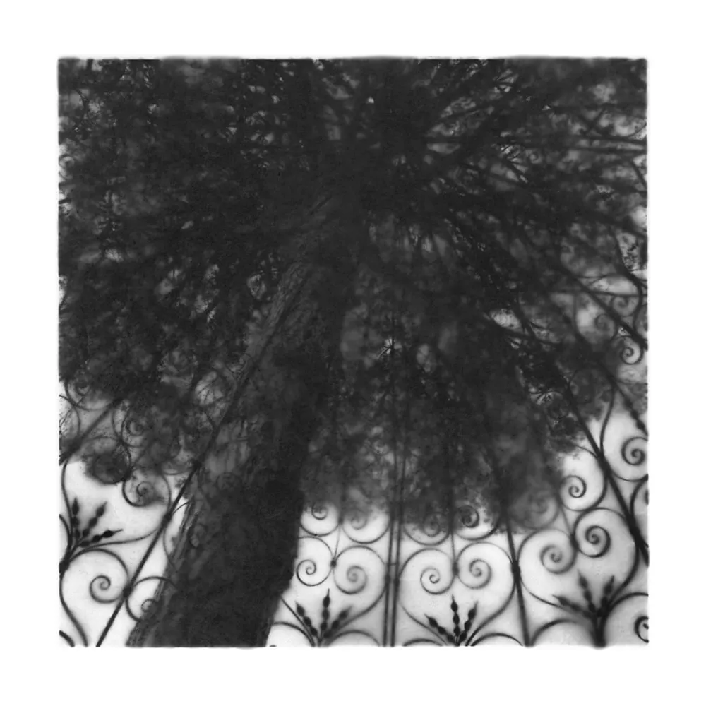 FLORE, L'arbre d'amour, 2012