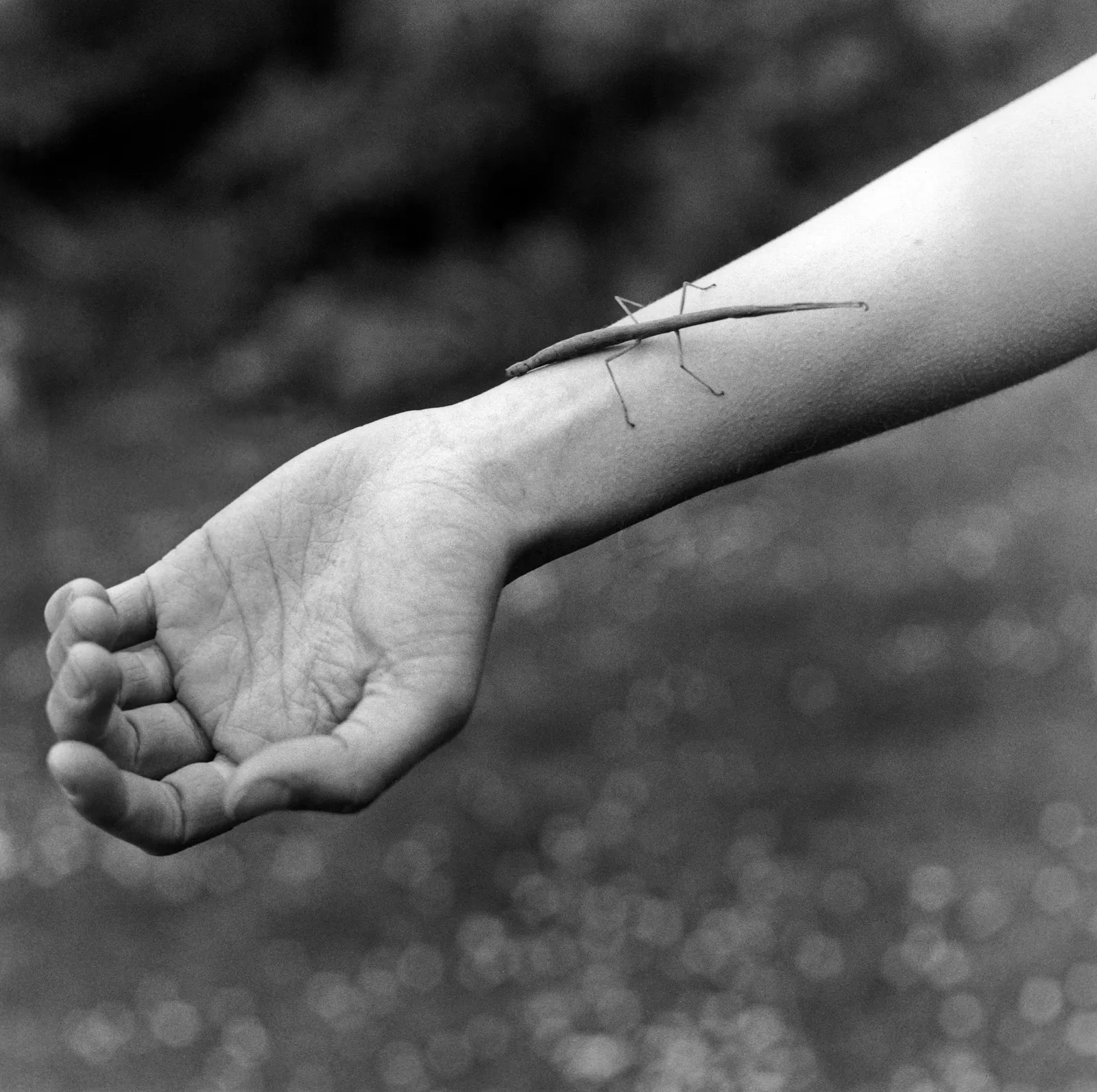 Anne Rearick, Stickbug. Achiltibuie, Scotland., 1999