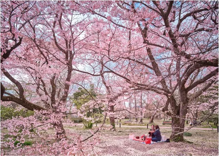 David Burdeny, Hanami Party, Kyoto, Japan, 2019
