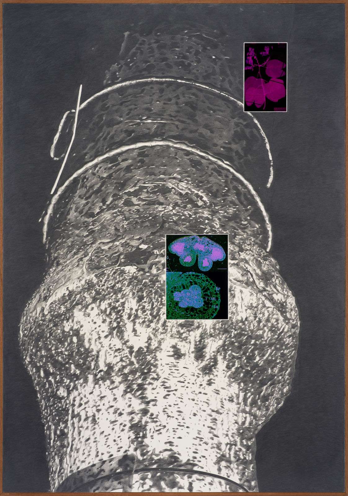 Tang Kwong San 鄧廣燊, Rootstock II 砧木 ll, 2024