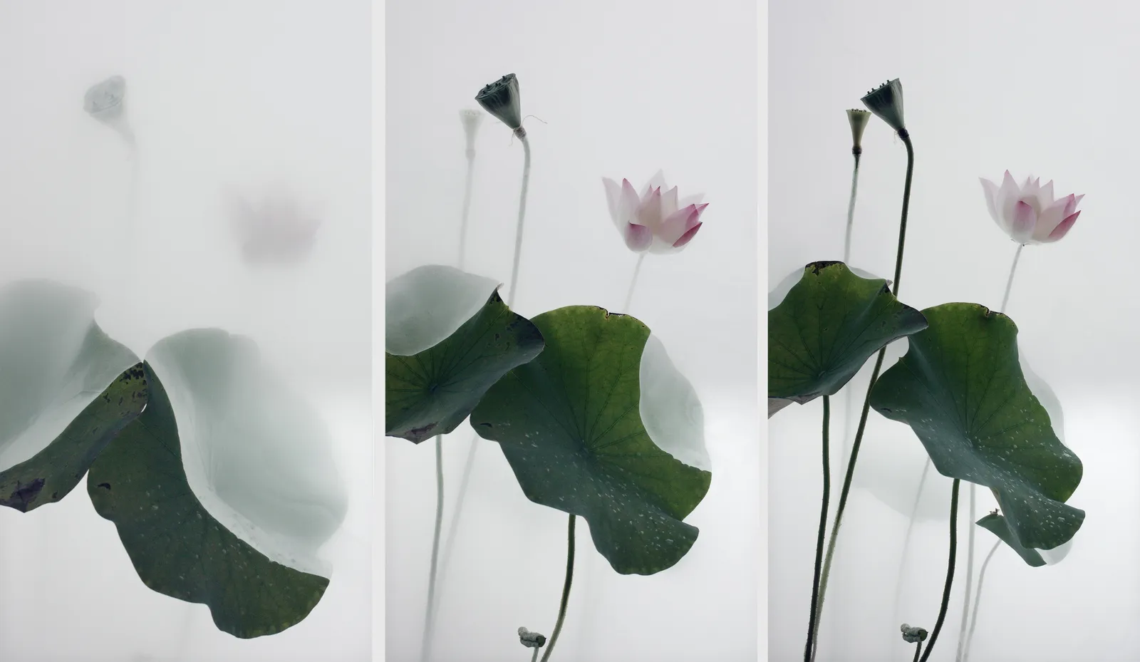 Wu Chi-Tsung 吳季璁, Still Life 010 - Lotus 小品之十 – 荷, 2018