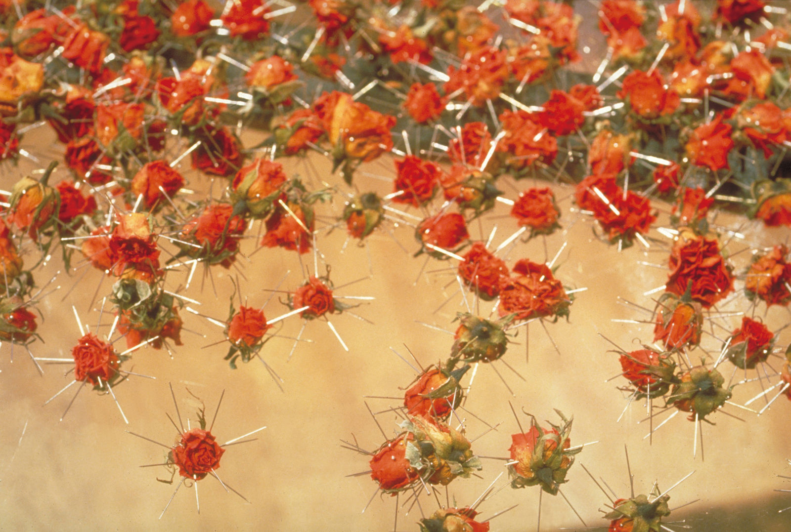 Chen Hui-Chiao 陳慧嶠, You’re the Rose I’m the Needle 妳是玫瑰我是針, 1993