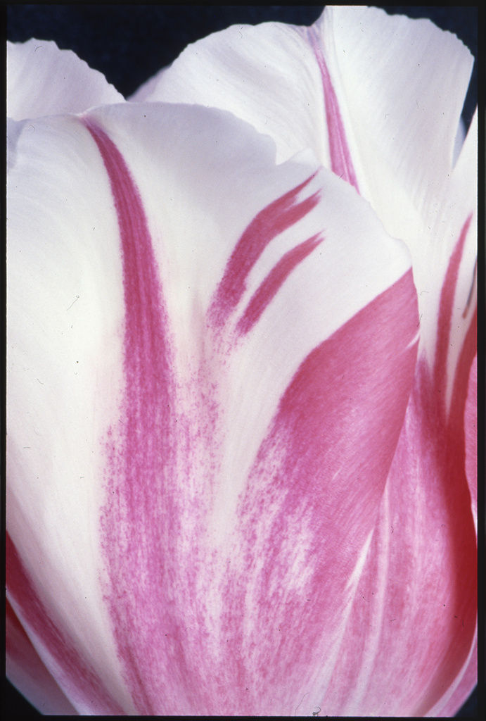 UNGLEE Flammes roses Photographie 50,7 x 34 cm 20 x 13 3/8 inches