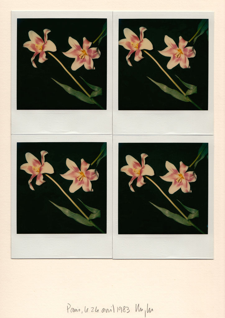 Unglee, deux tulipes mauve et blanc, 1983