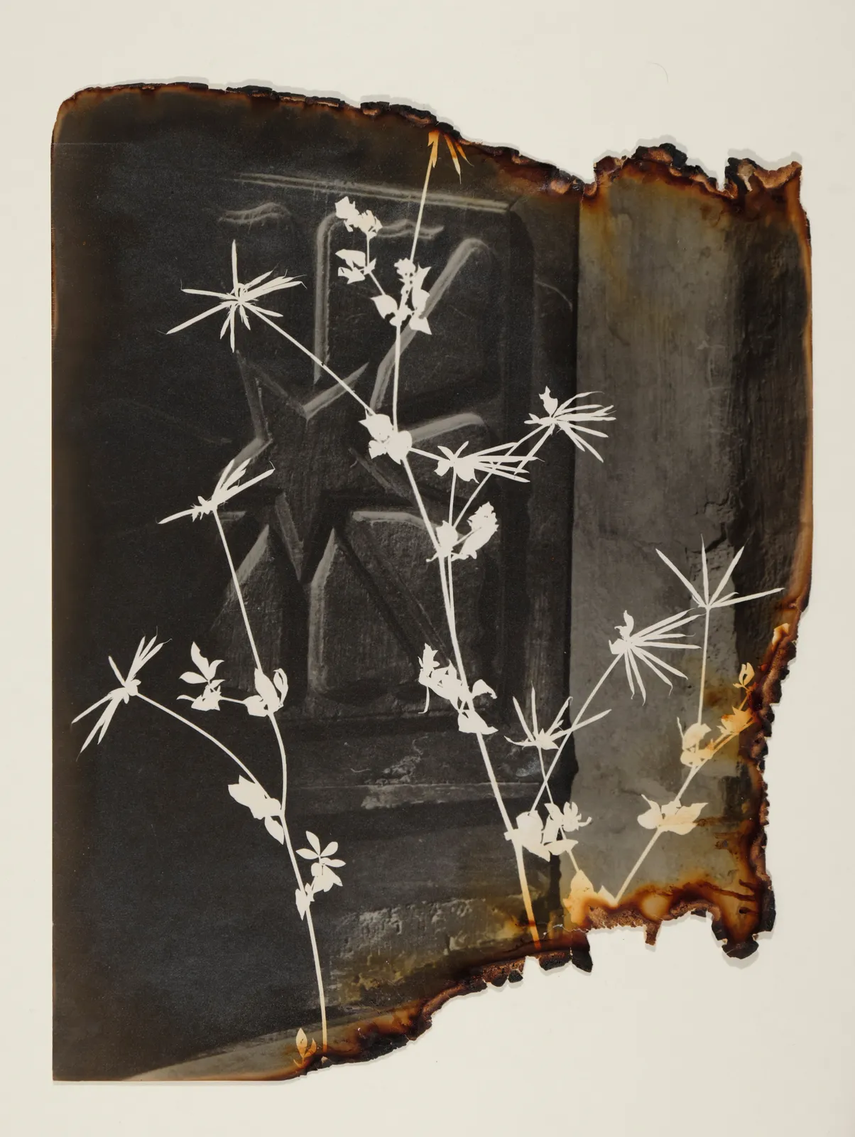 Pierre Jahan, L'Herbier surréaliste (Lotus Corniculatus), 1945-1948