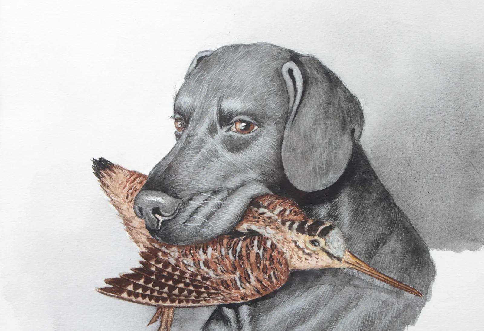 Jean HERBLET (Arthur KLEIN, dit O'KLEIN), Labrador à la bécasse