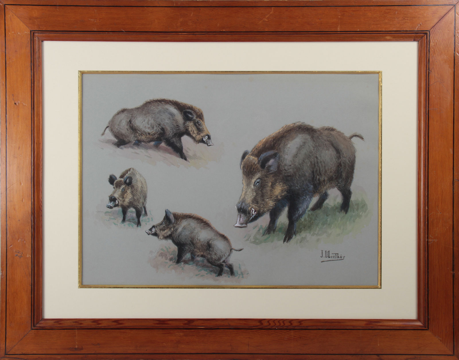 Joseph Oberthür, Etude de sanglier