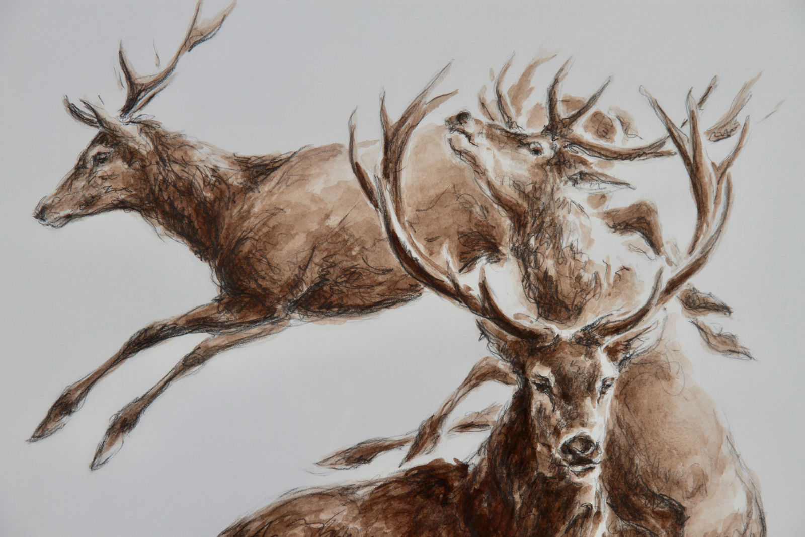 François Beaurin-Berthélemy, Cerfs