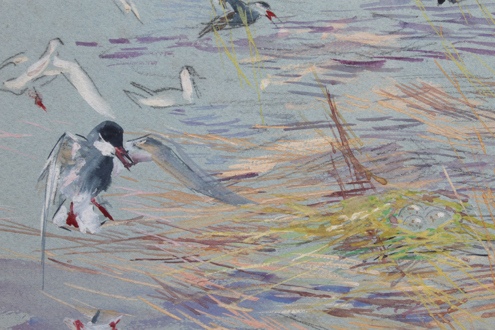 Roger Reboussin, Guifette moustac