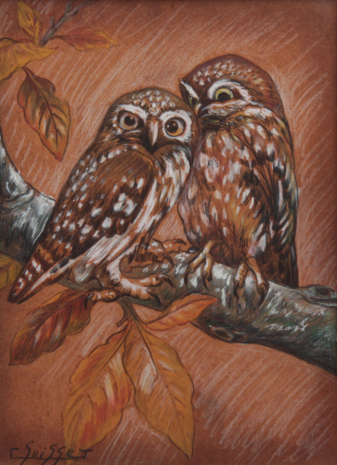 Gaston Suisse, Couple de chouettes chevêches