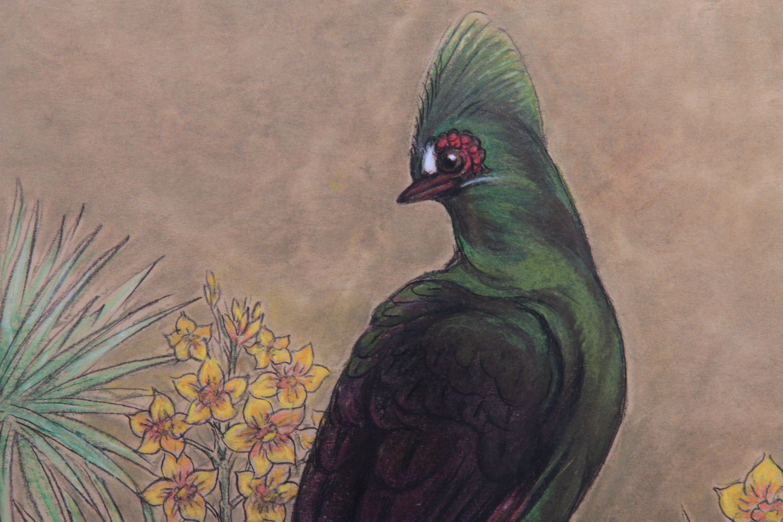 Gaston Suisse, Touraco