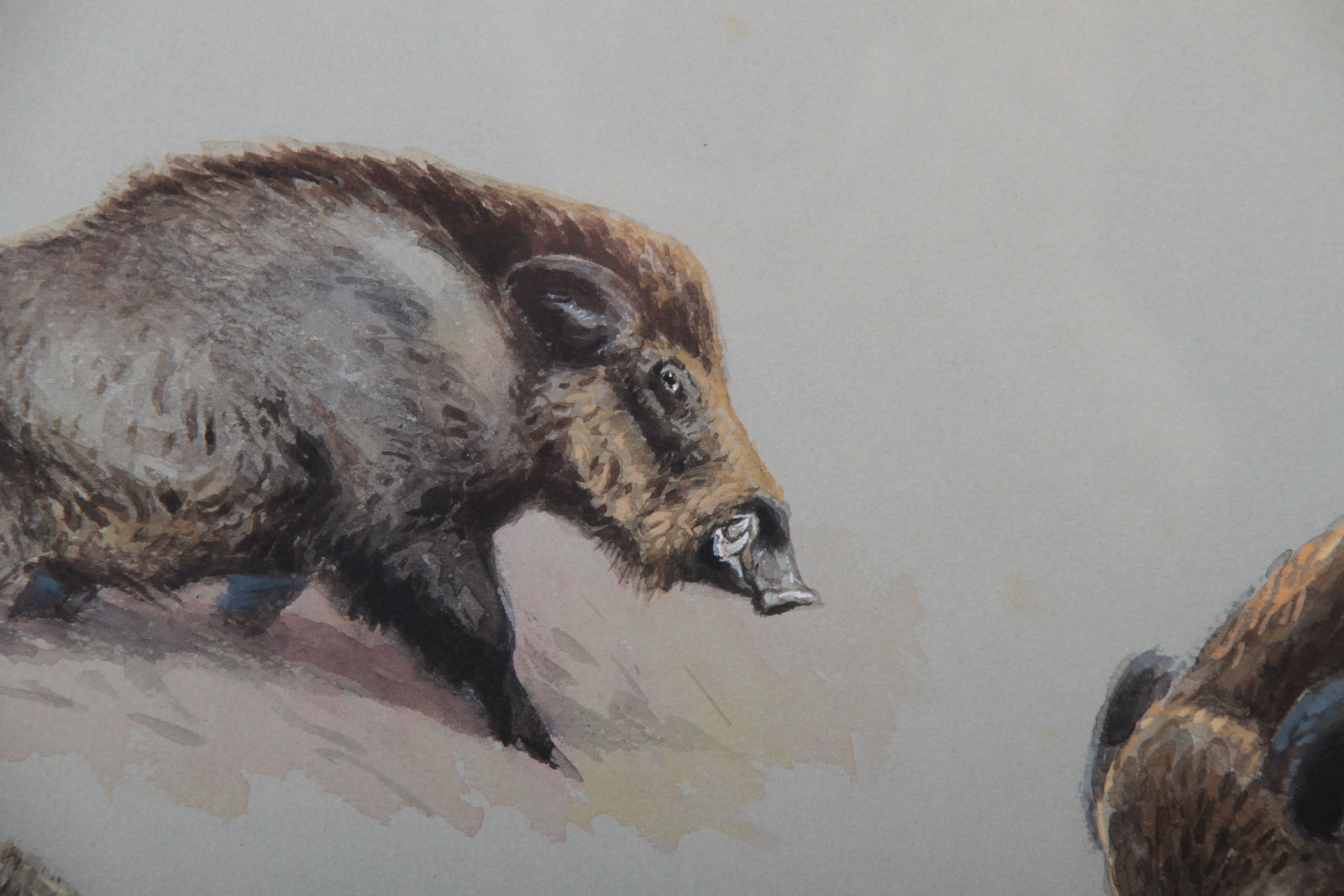 Joseph Oberthür, Etude de sanglier