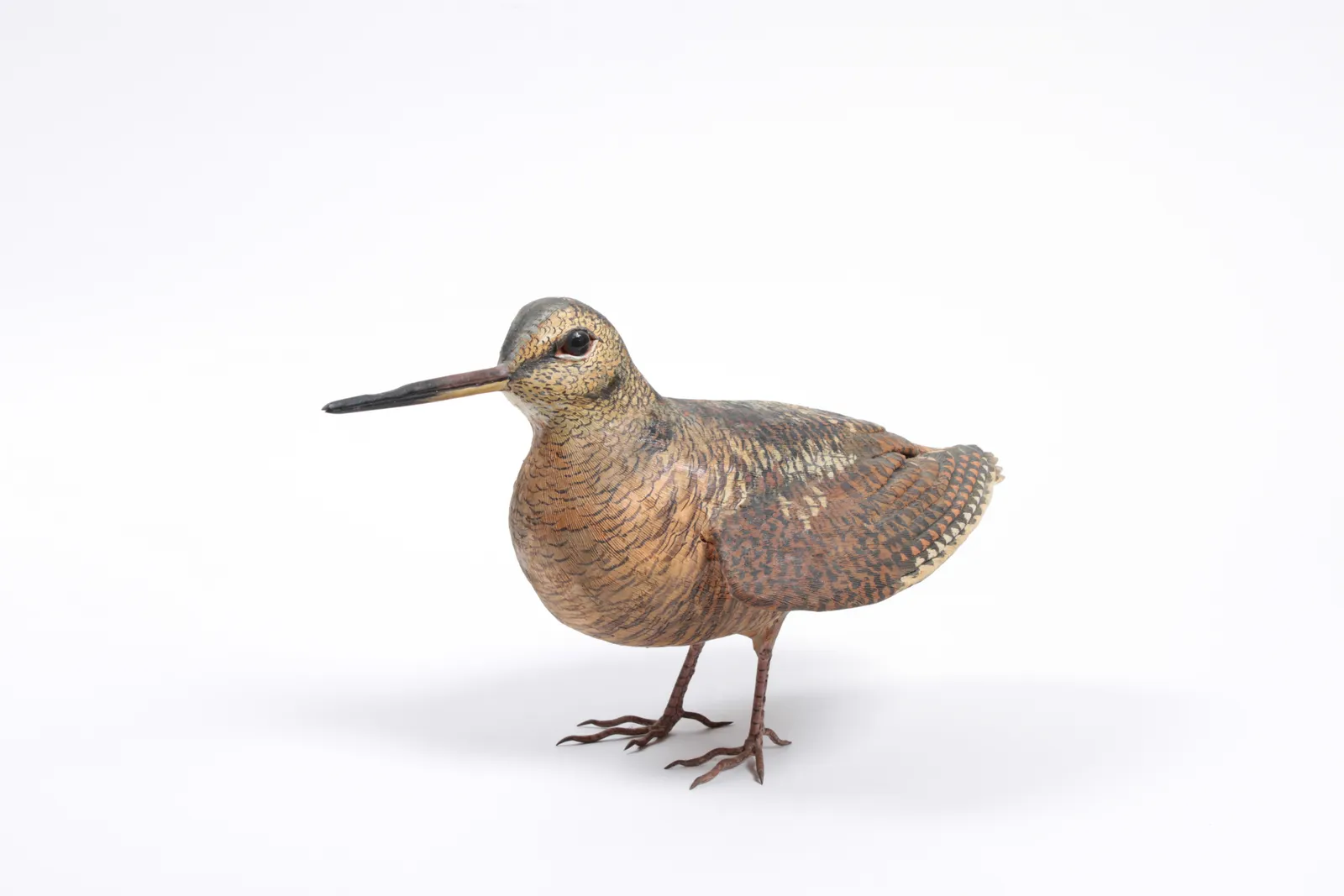 Sylvestrie, Bécasse