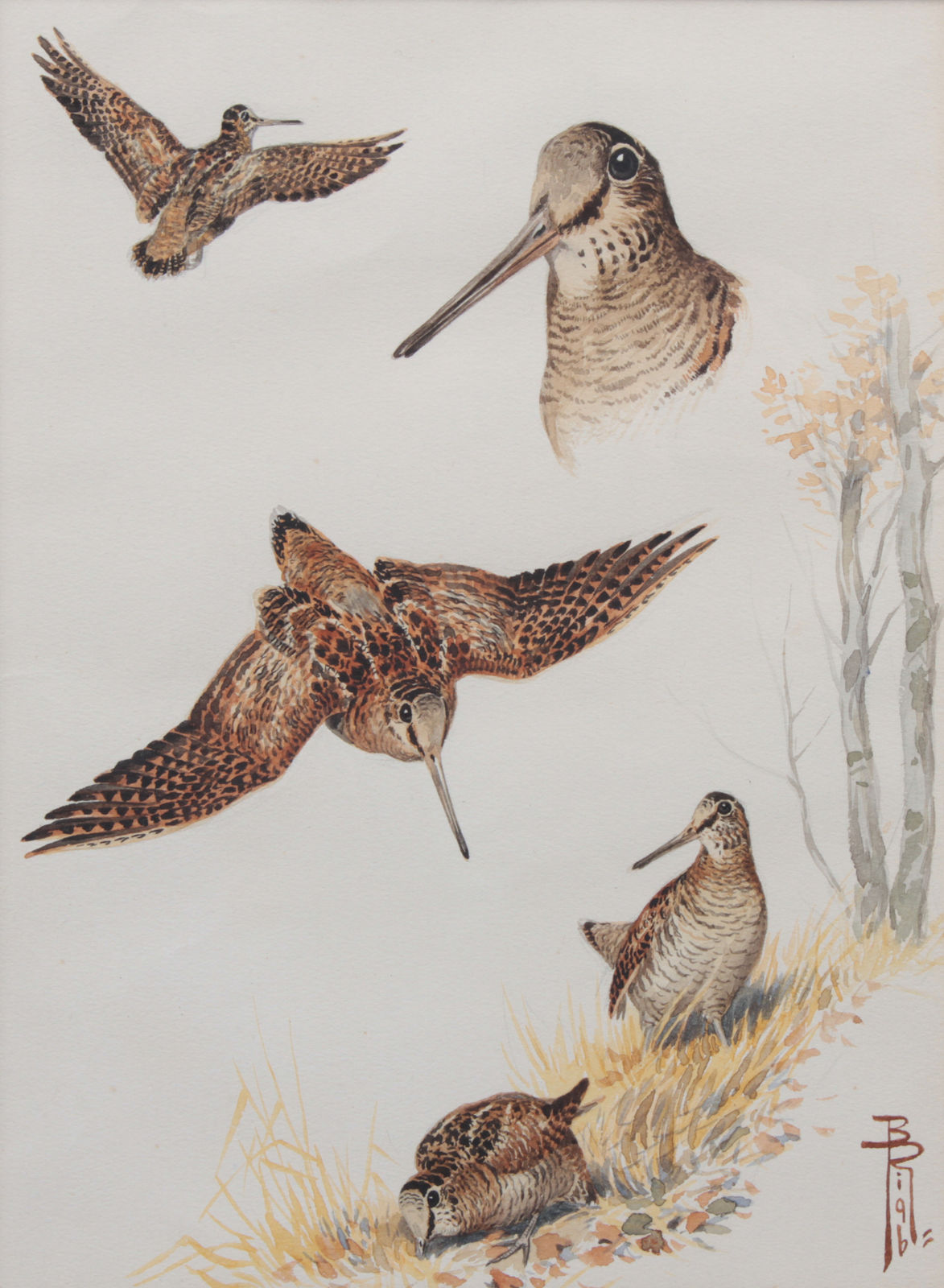 Boris Riabouchinsky, Etude de bécasses