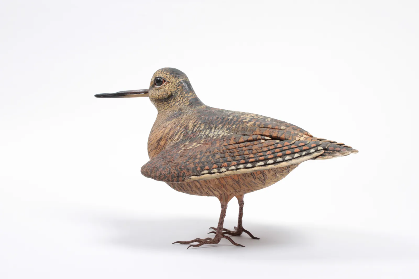 Sylvestrie, Bécasse