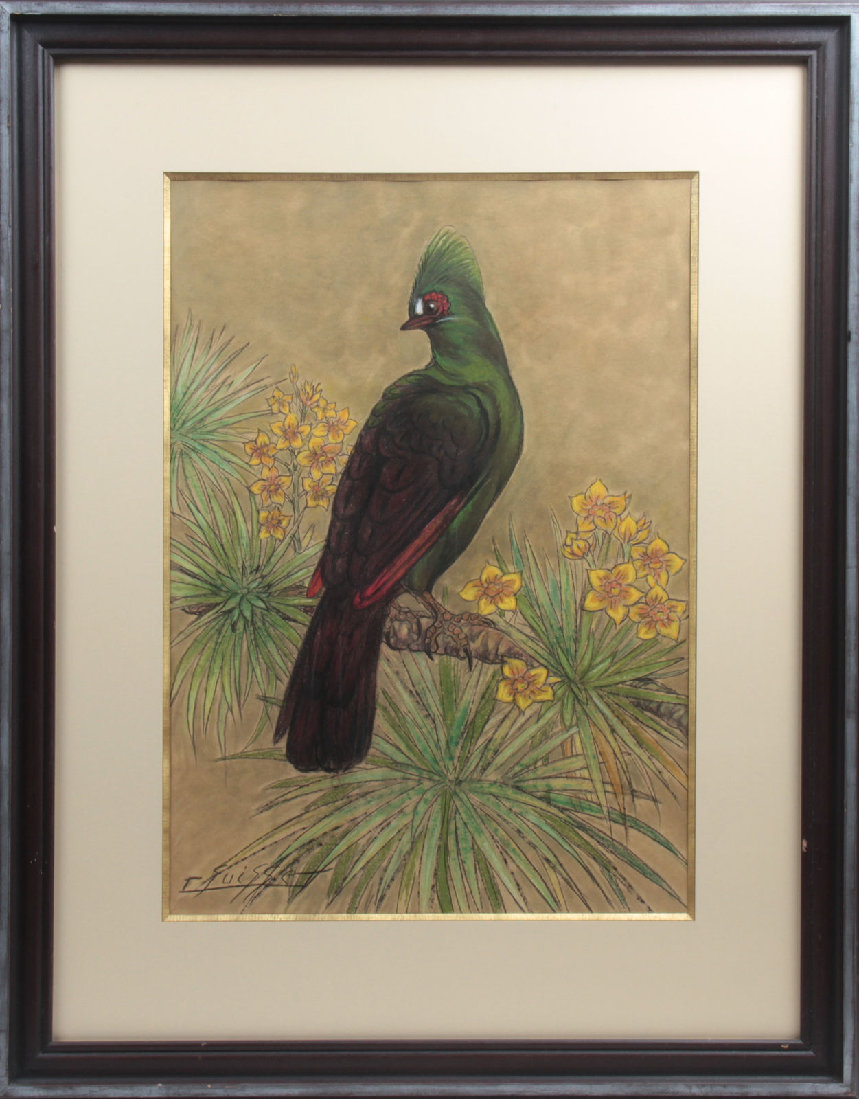 Gaston Suisse, Touraco