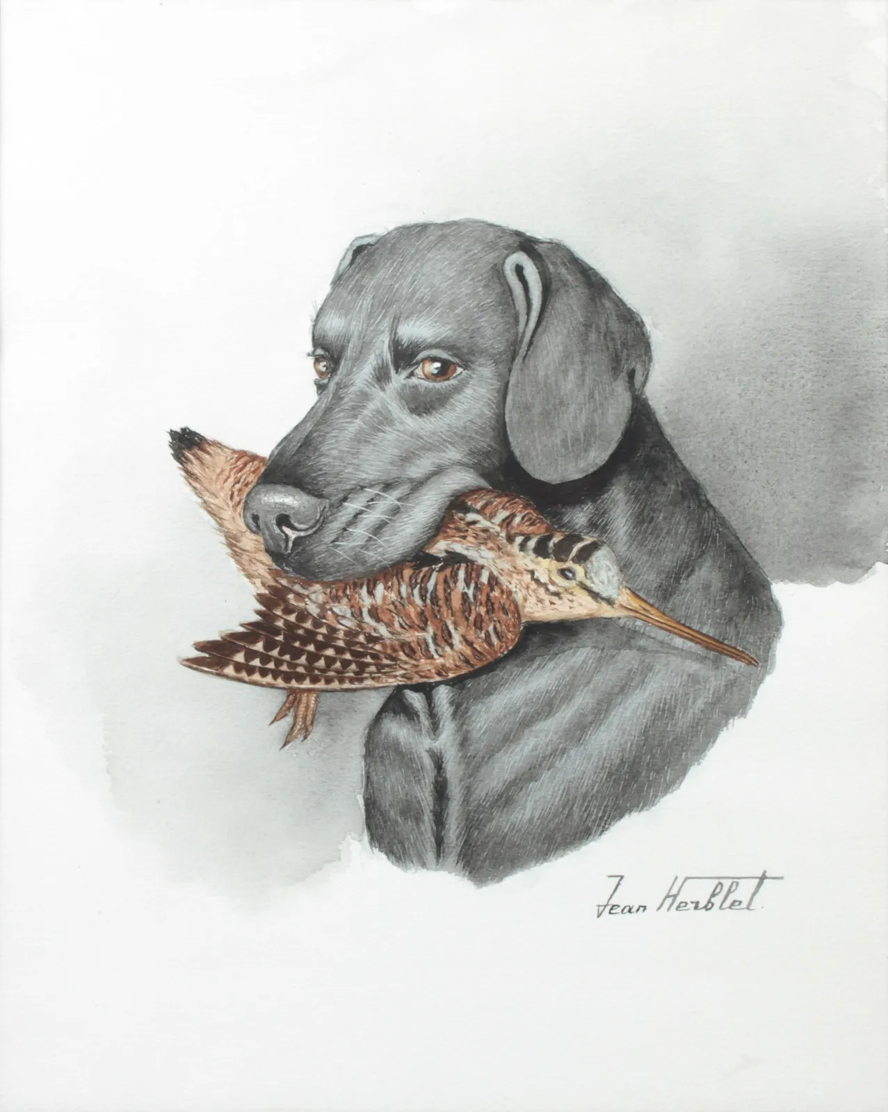 Jean HERBLET (Arthur KLEIN, dit O'KLEIN), Labrador à la bécasse