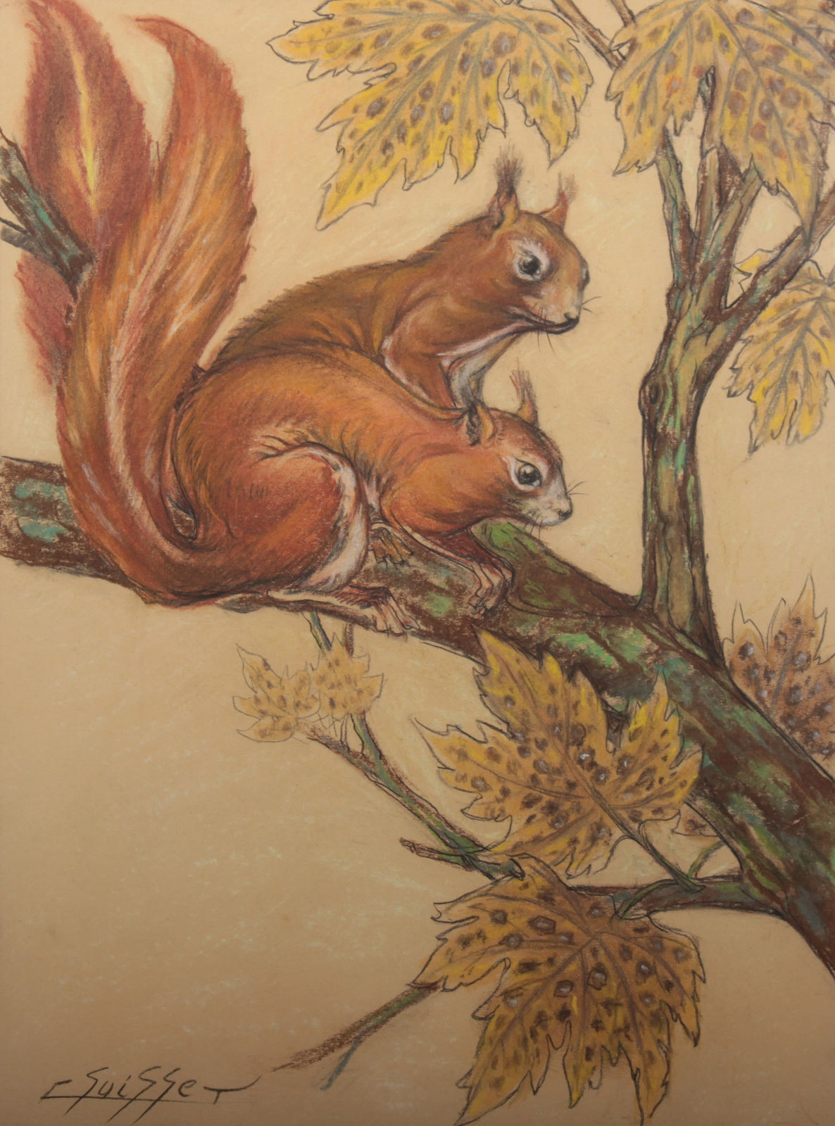 Gaston Suisse, Ecureuils roux