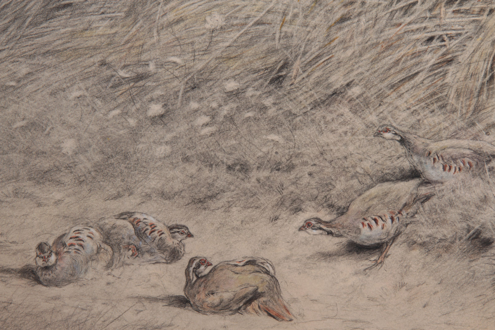 Xavier de Poret, Perdrix rouge