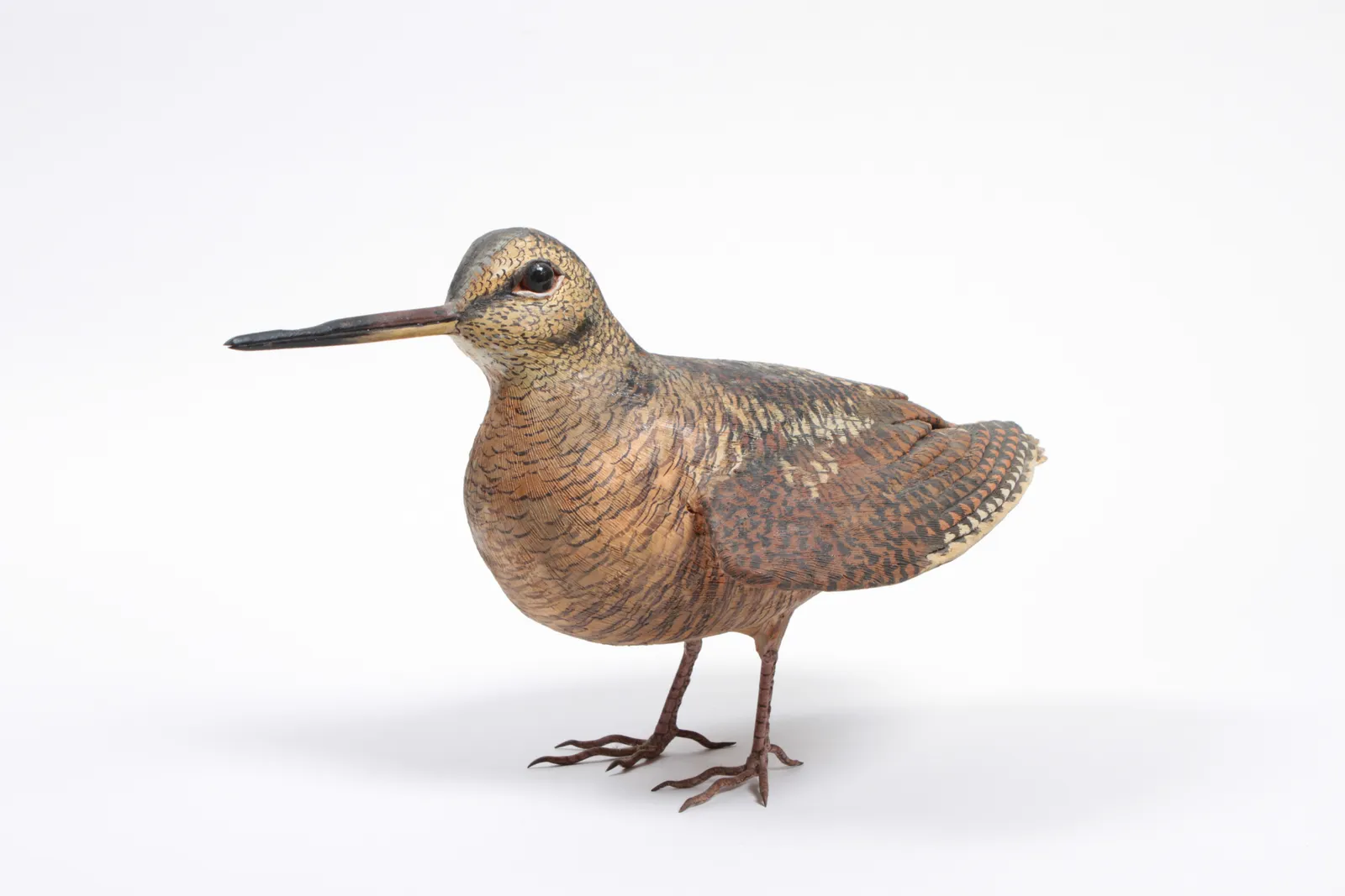 Sylvestrie, Bécasse