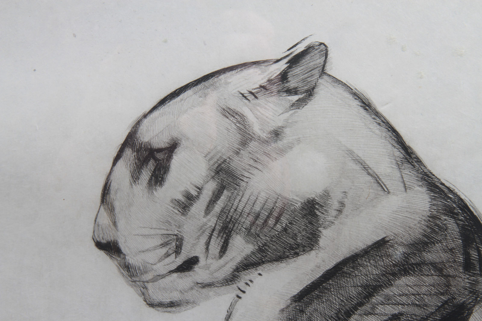 Paul Jouve, Lionne et lionceau