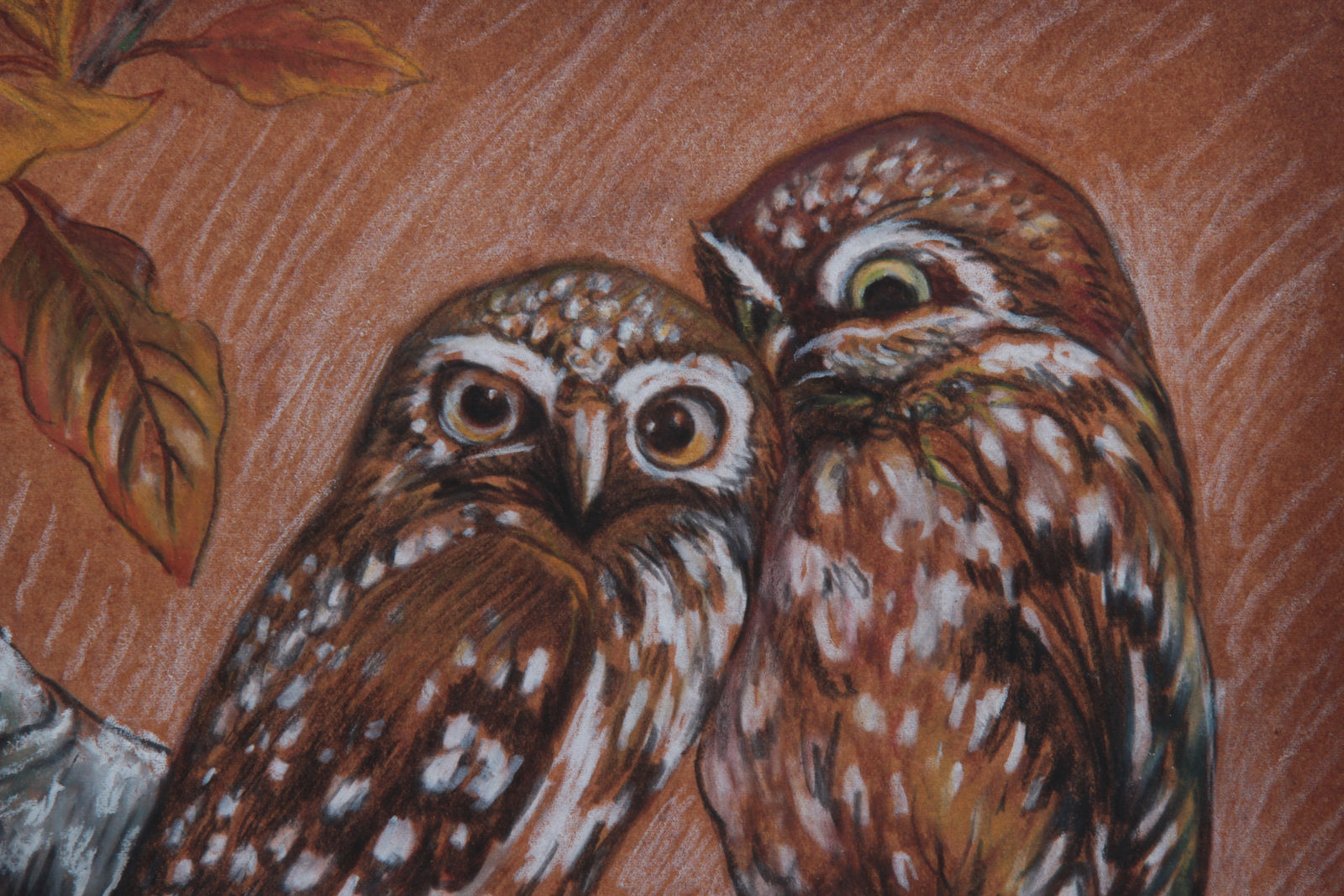 Gaston Suisse, Couple de chouettes chevêches