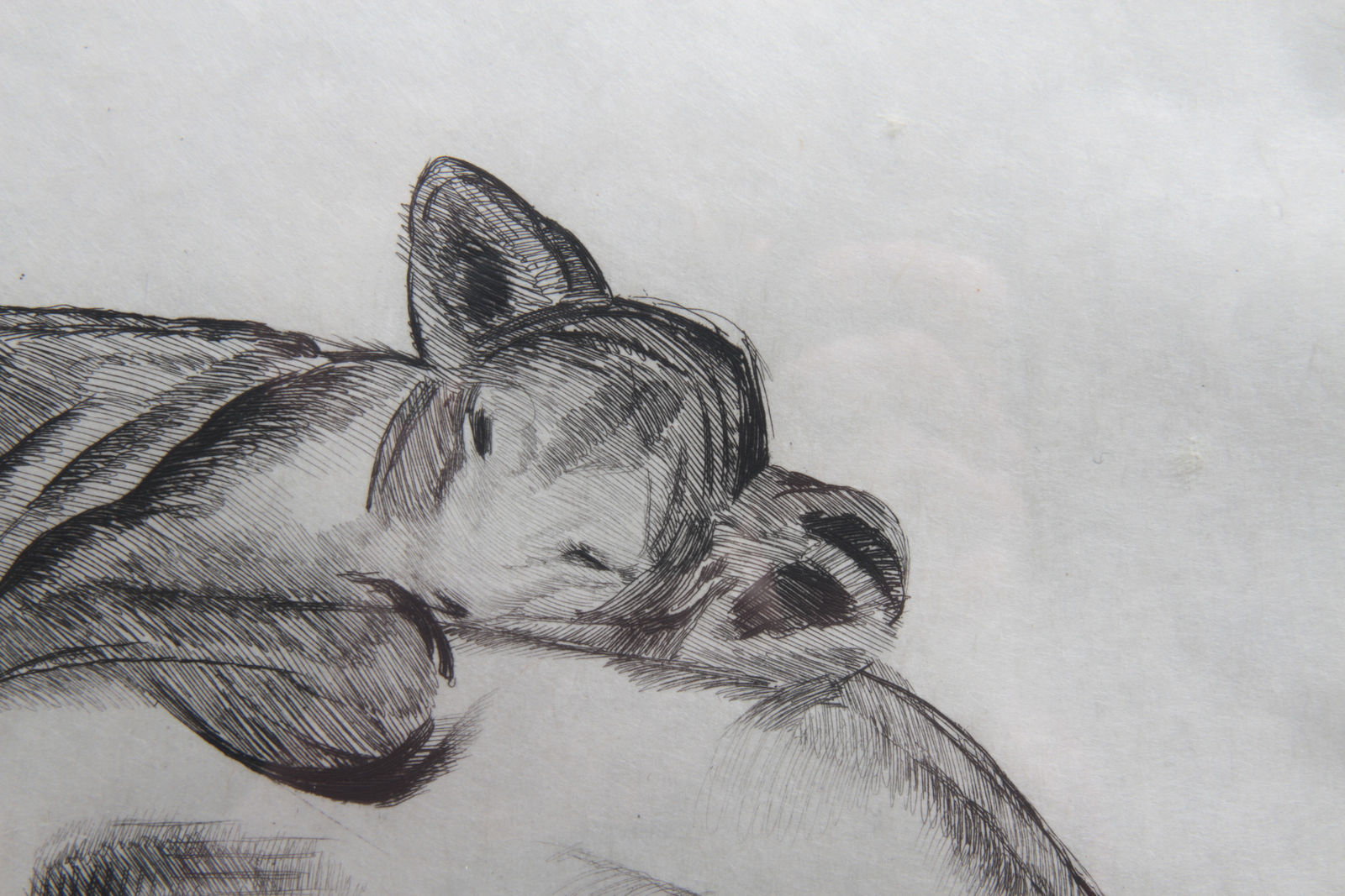 Paul Jouve, Lionne et lionceau