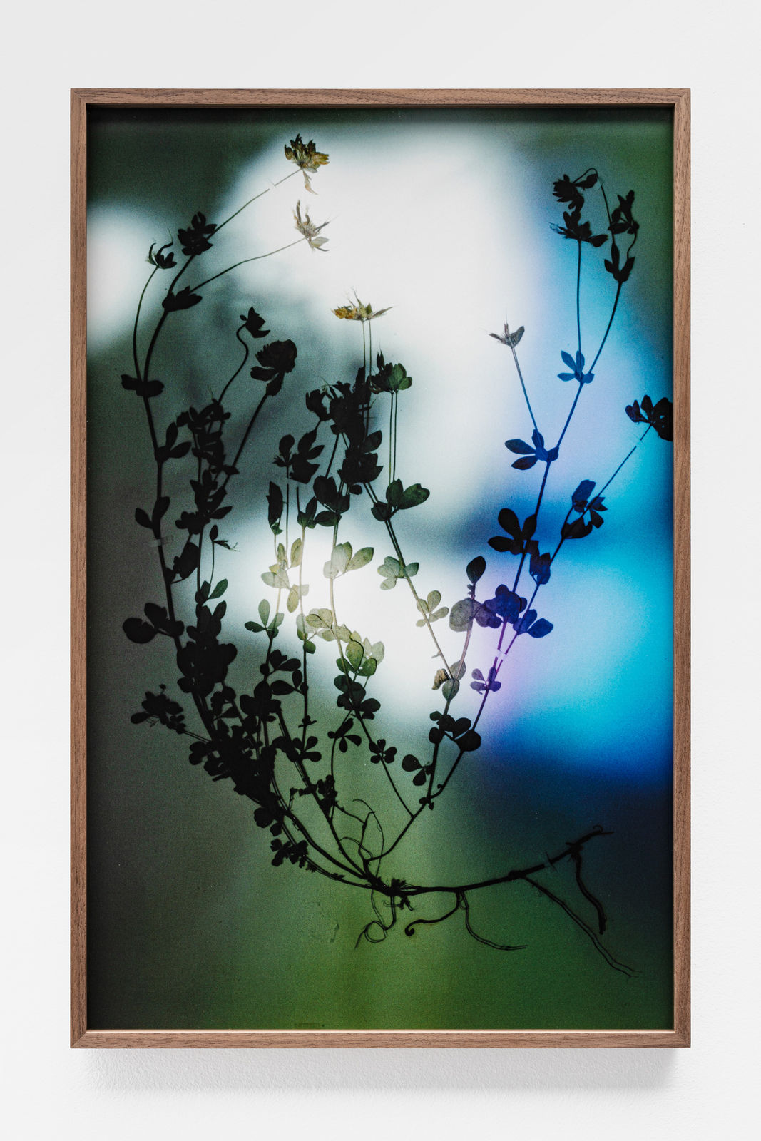 Bernard Voïta, Herbier populaire II, 2017