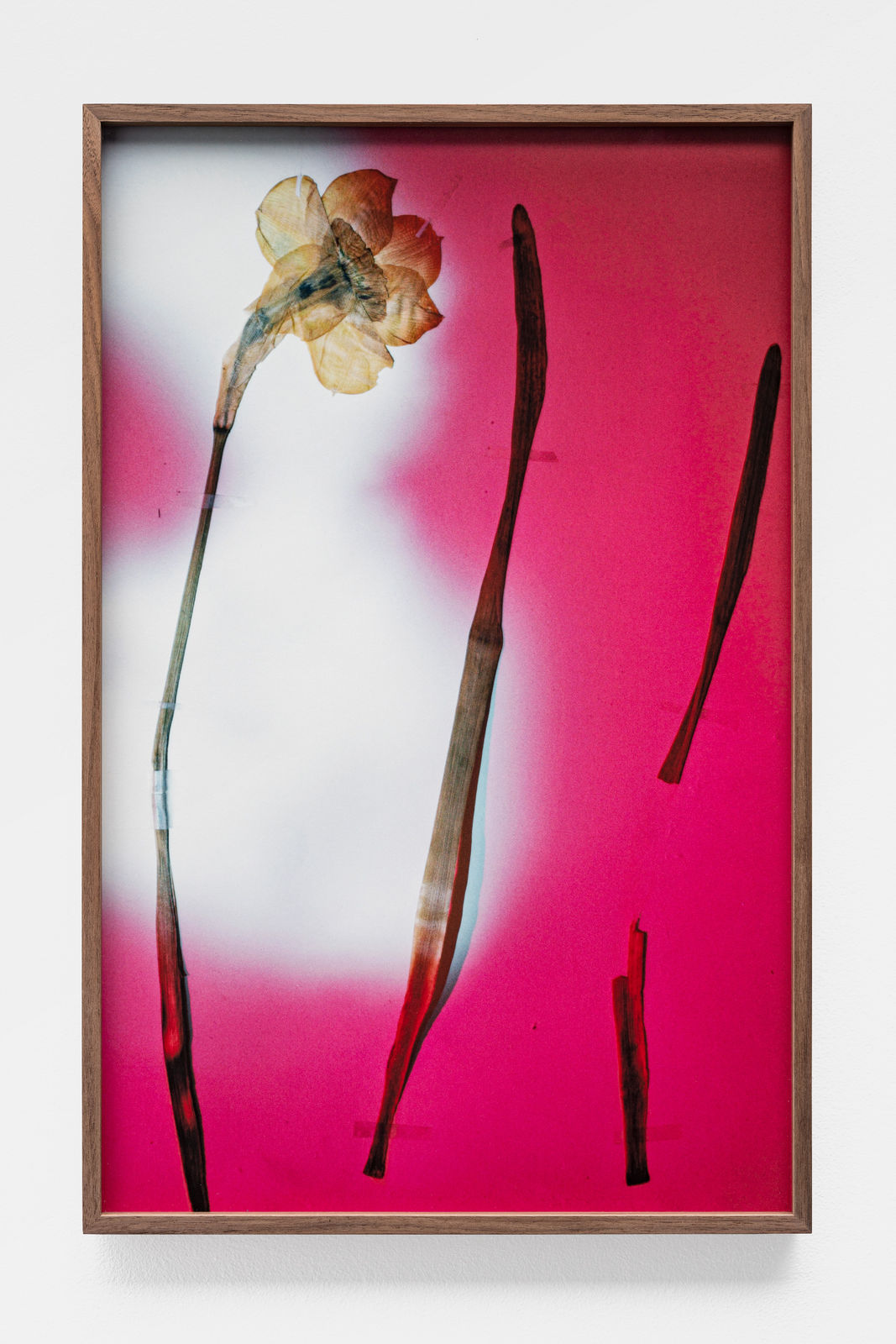 Bernard Voïta, Herbier populaire I, 2017