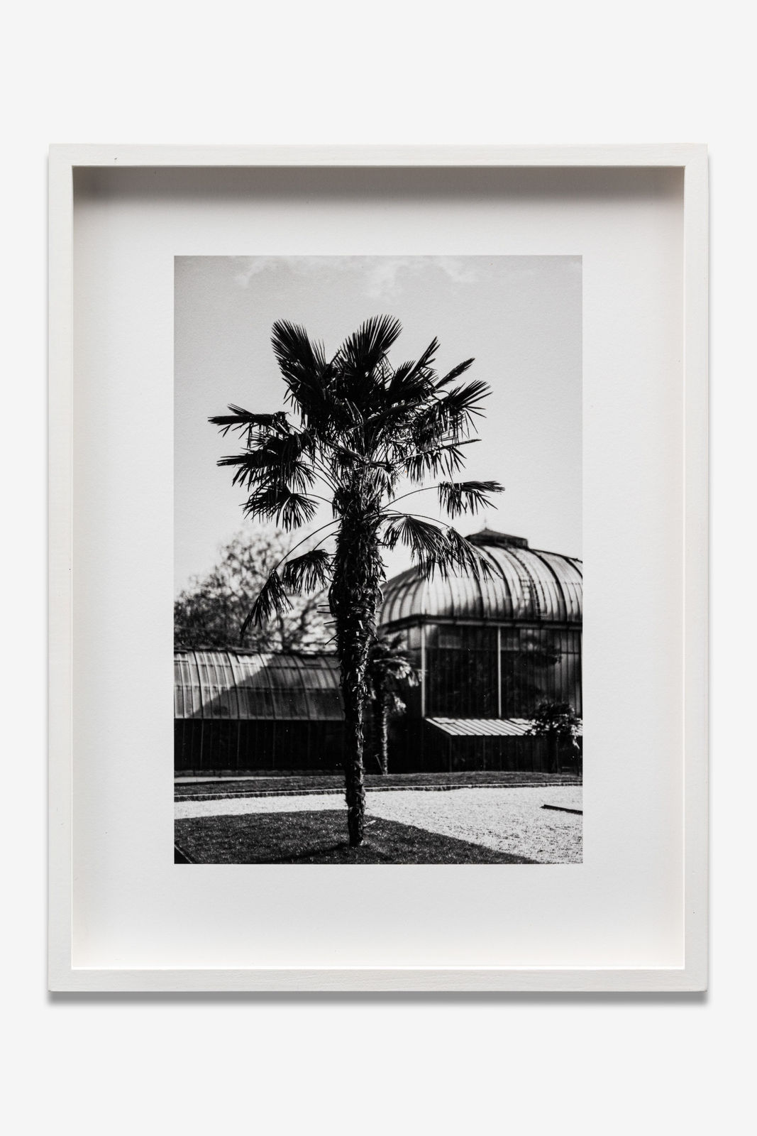 KOKA RAMISHVILI, Portfolio Herbarium, 2016