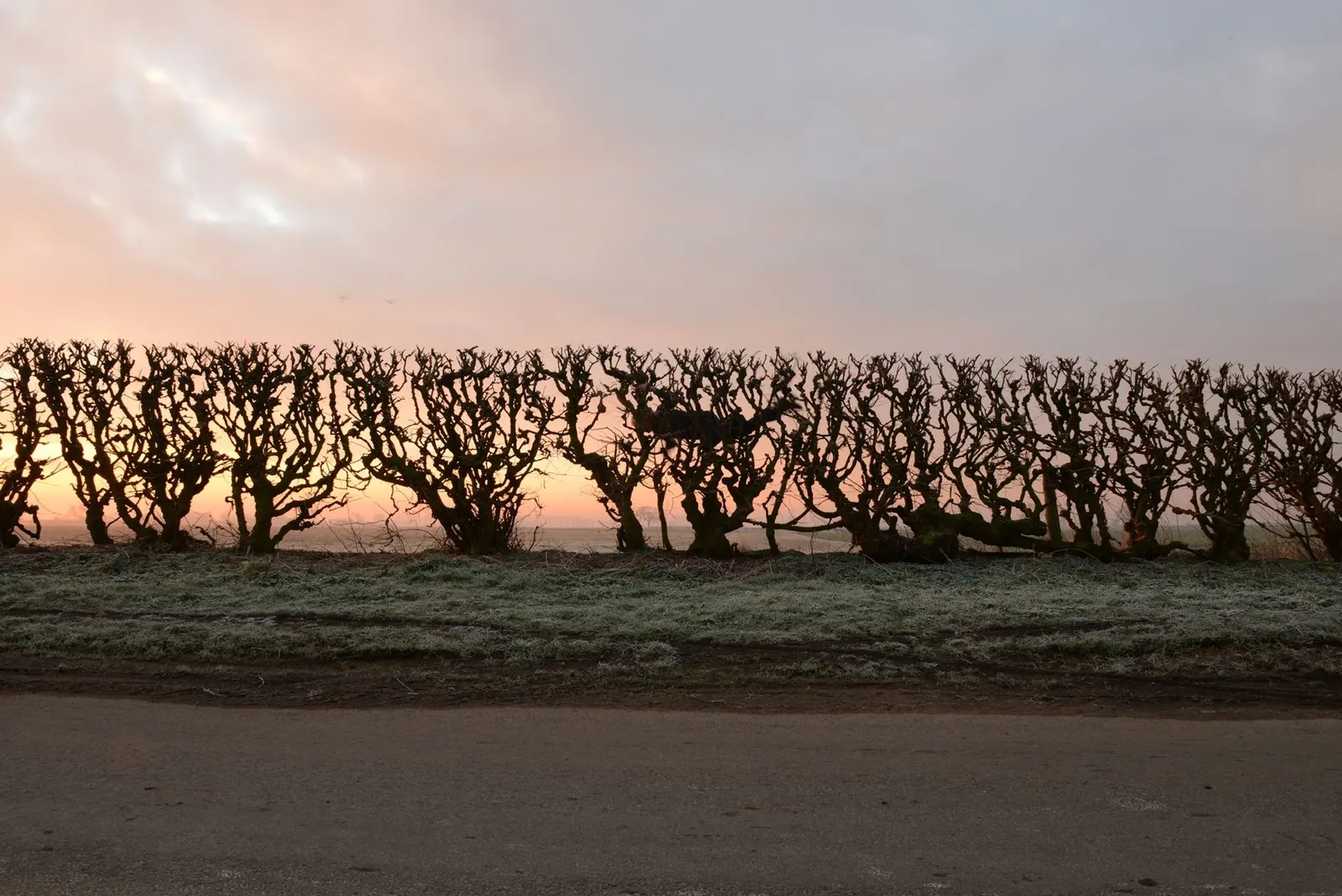 Andy Goldsworthy, Hedge crawl / dawn / frost / cold hands / Sinderby, England / 4 March 2014, 2014