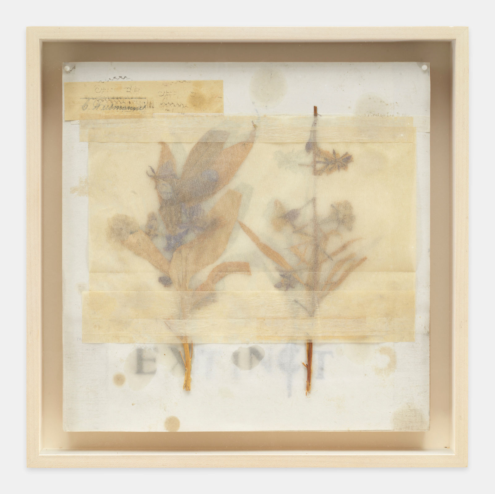 Michelle Stuart, Extinct No. 3, 1992
