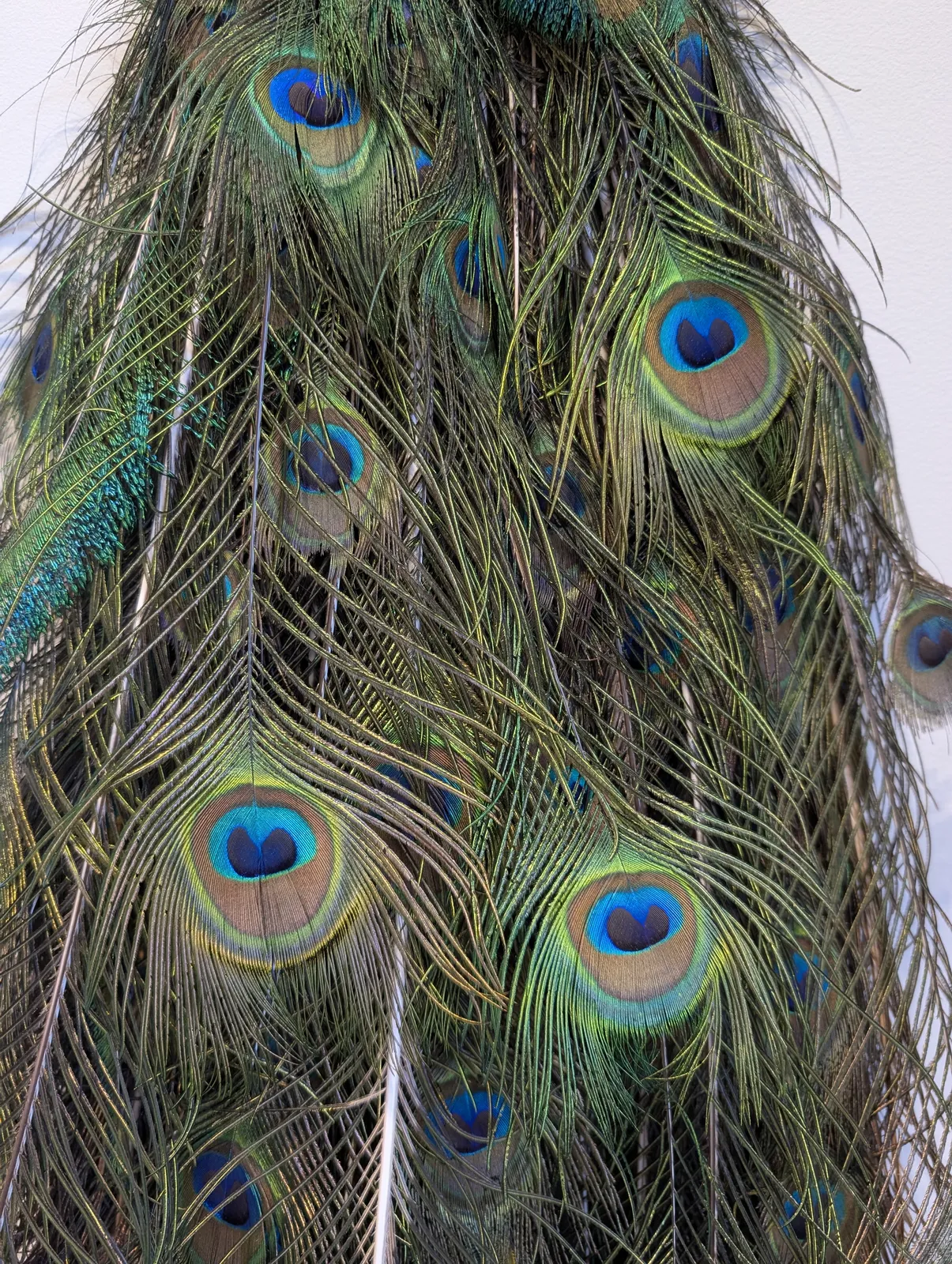 Marie-Josée Roy, Hera, 2021