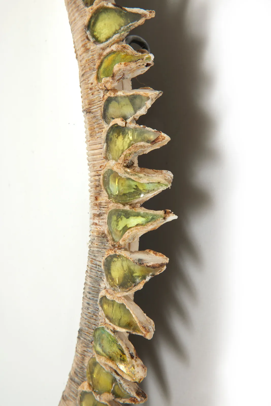 LINE VAUTRIN, MIRROR 'CHARDON', c. 1955