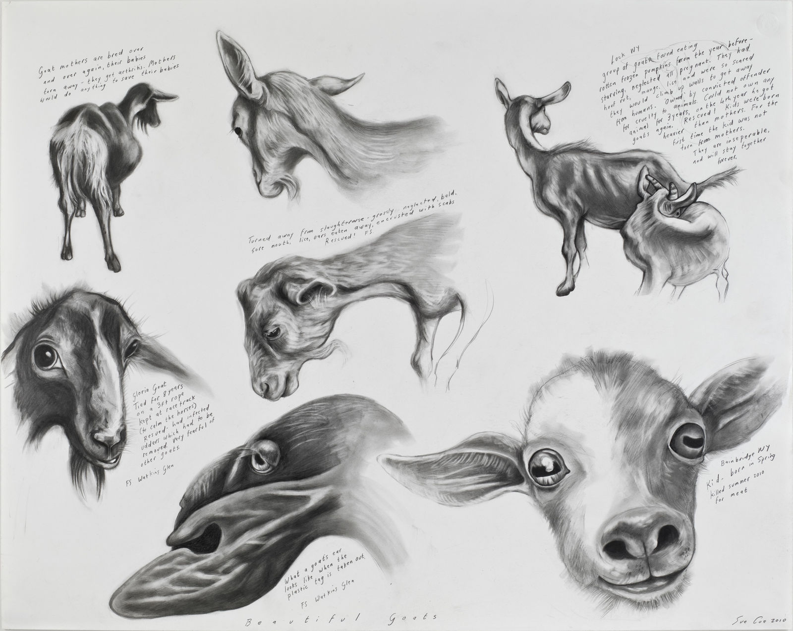 Sue Coe, Beautiful Goats, 2010