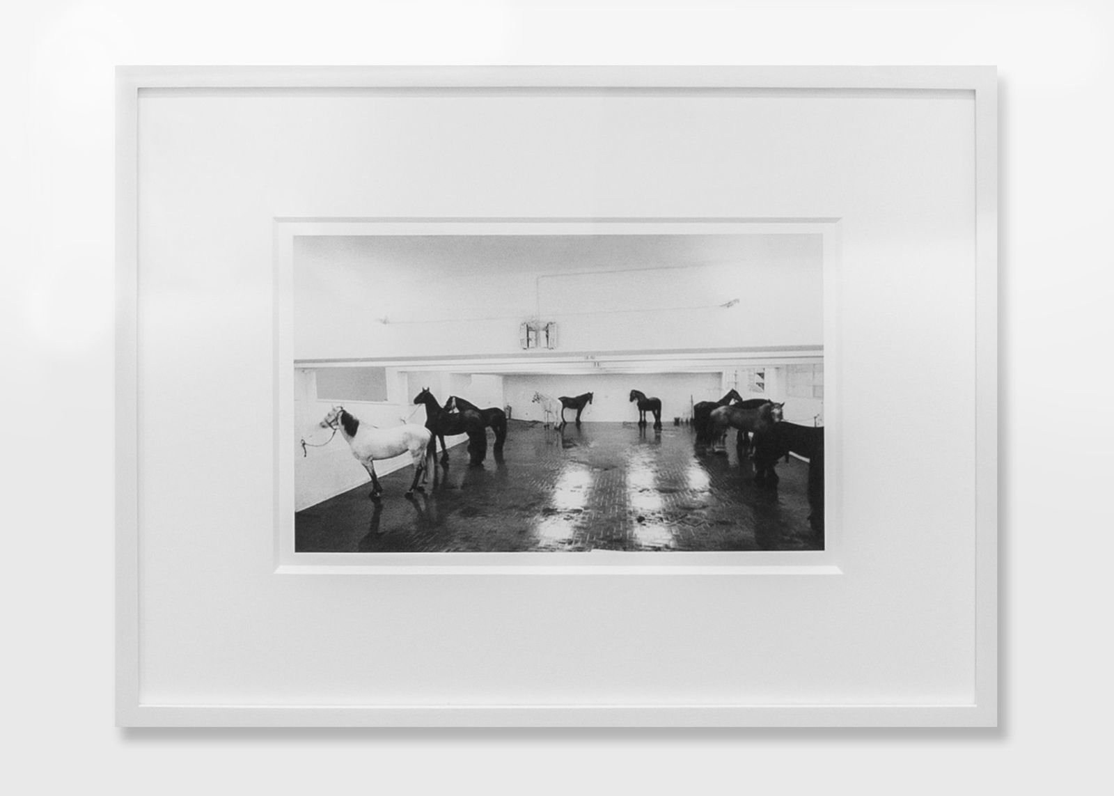 Jannis Kounellis, Untitled (Cavalli), 1967, 12 horses, installation view at Galleria L´attico, Rome, 1969