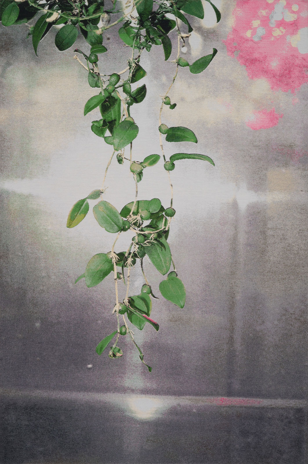 David Hartt, The Garden (Bulbophyllum membranaceum / Leiden, Netherlands / May 23), 2023