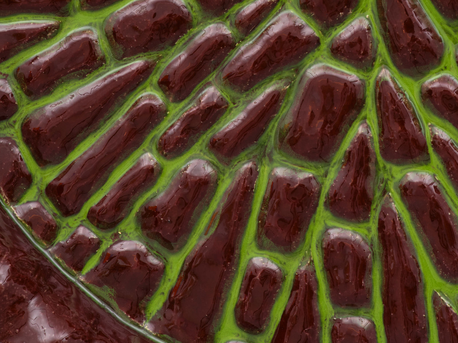 Lena Henke, Biodiversity, 2022