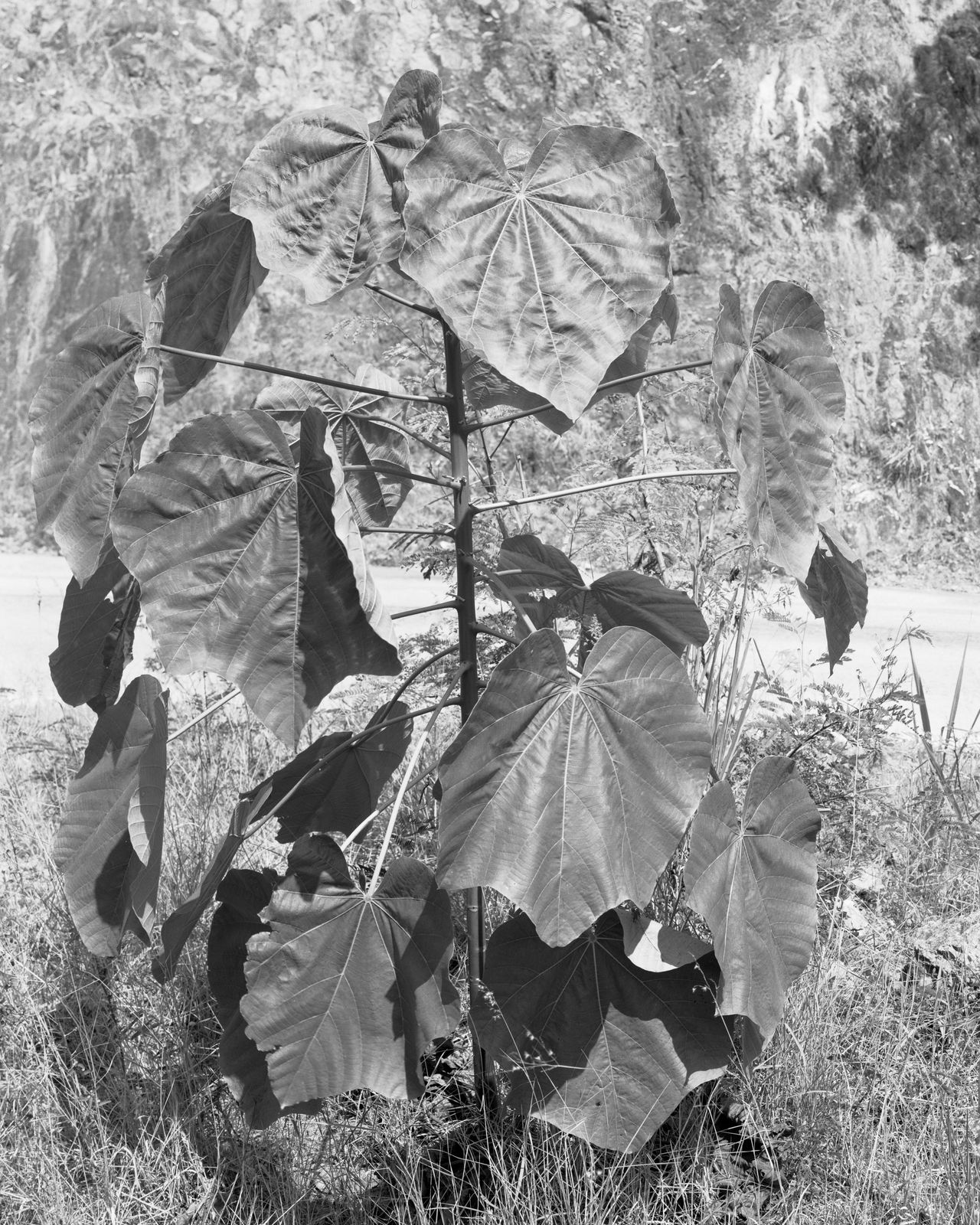 Jenia Fridlyand, Mango Season 04