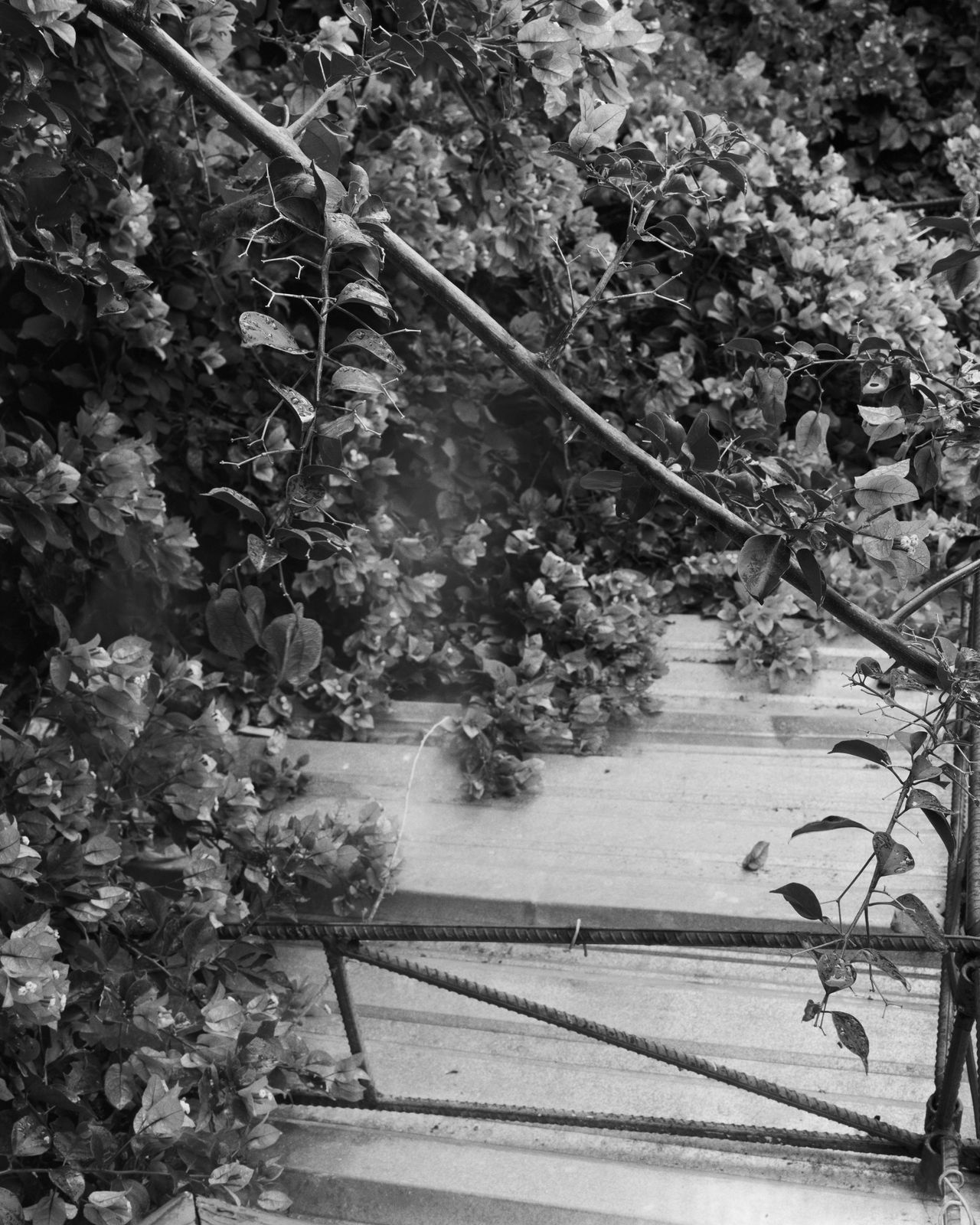 Jenia Fridlyand, Mango Season 10