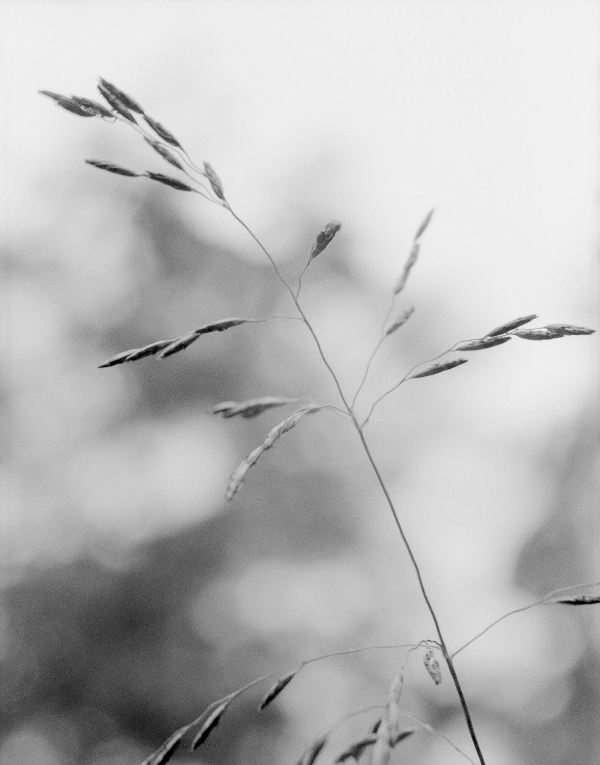 Donovan Smallwood, Languor 16