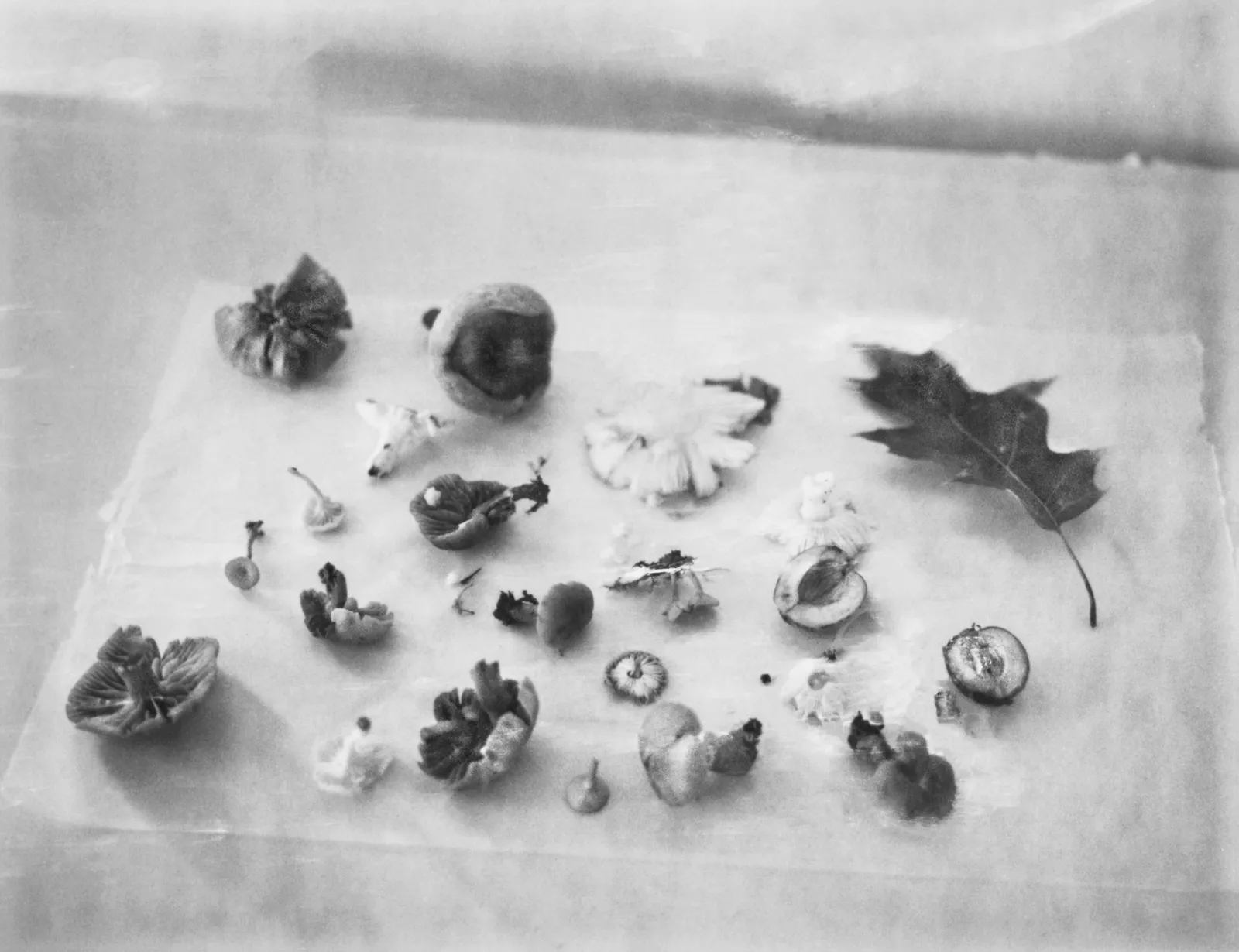 Ruth Lauer Manenti, Still Life With Mushrooms, 2017